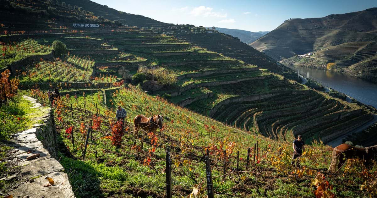 Port Making Process Unraveling the Process: How Is Port Wine Made from Vine to Bottle