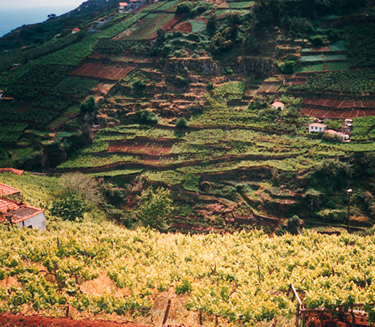 Madeira Winemaking 1