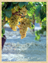Madeira Winemaking 2